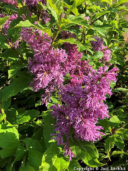 Syringa x josiflexa 'Veera', kaarisyreeni